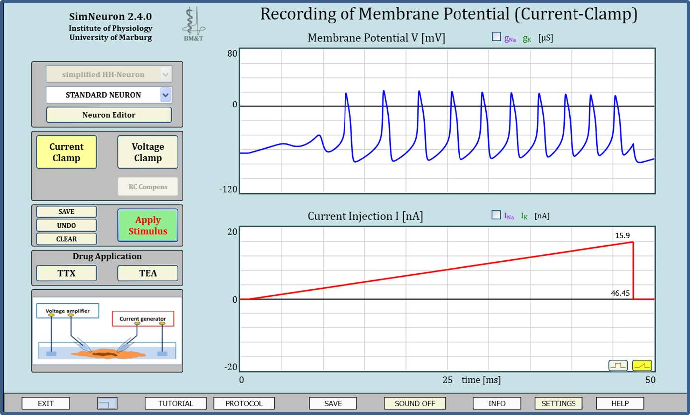 simneuroncurrentclamp